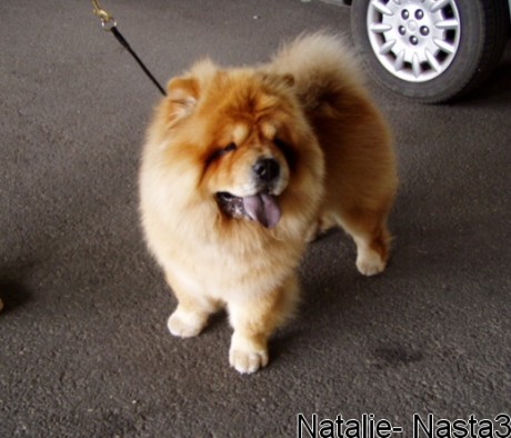 Výstava psov 2005 V.JPG